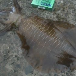 アオリイカ各地で釣れてます